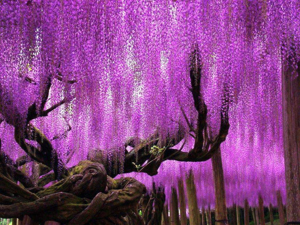 Demon Slayer Wisteria Wallpapers Top Free Demon Slayer Wisteria