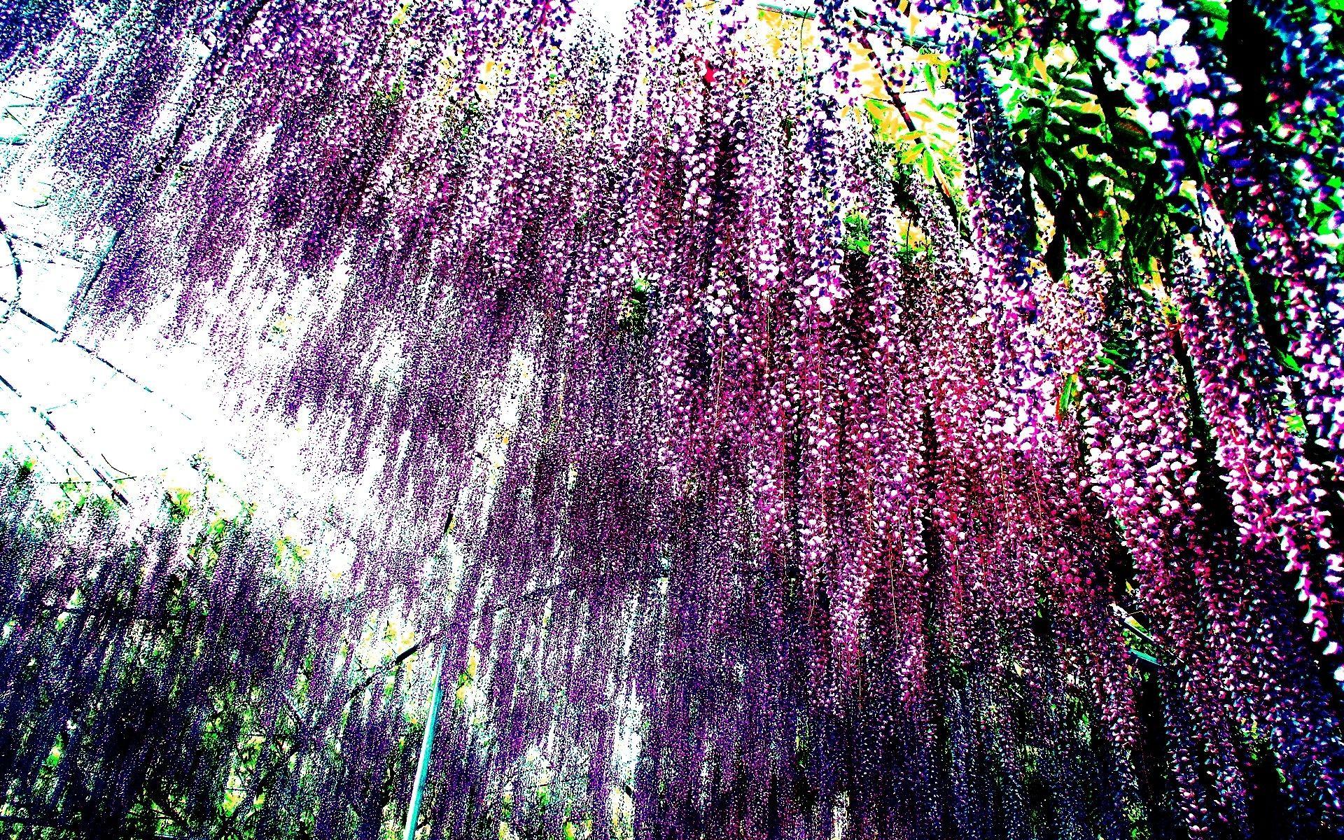 1920x1200 Flowers: Spring Rain Japan Wisteria Blossoms Nature HD Flower
