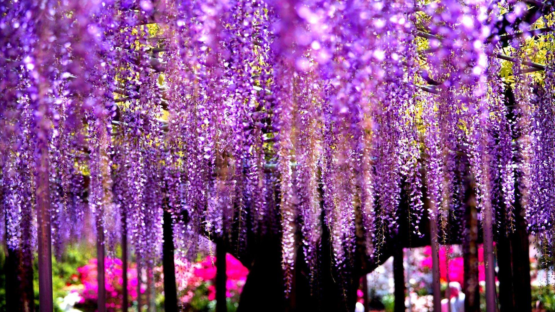 1920x1080 Wisteria Tag wallpaper: WISTERIA COTTAGE COLLECTION Flowers Gardens