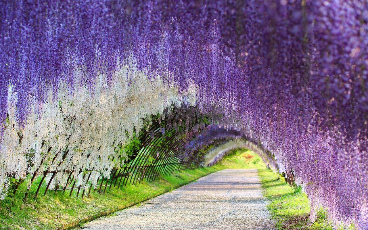 1280x800 Flowers: Wisteria Tunnel Flower Kawachi Fuji Gardens Japanese Japan