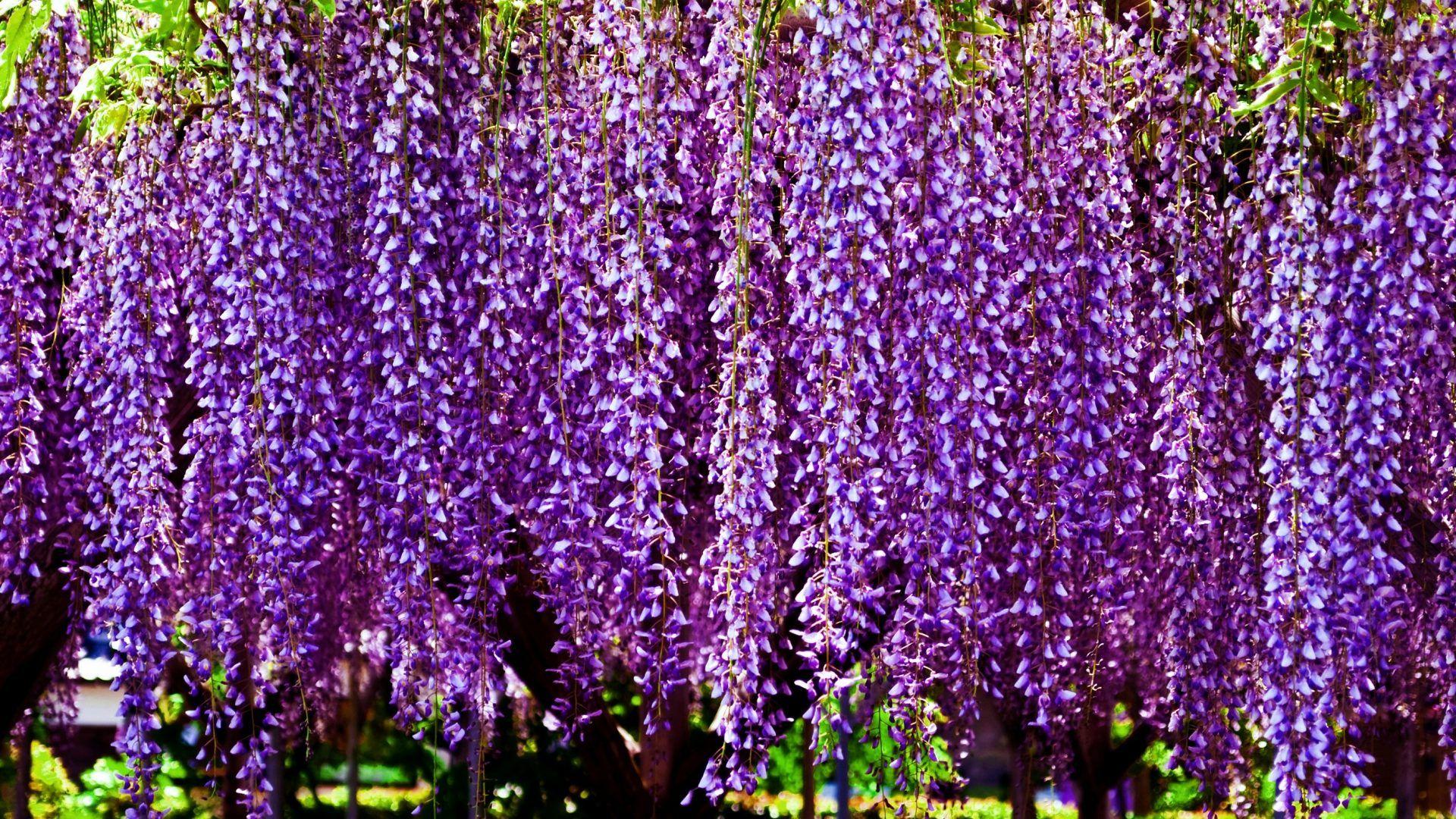 1920x1080 Wisteria Tag wallpaper: Musee Flowers Wisteria White Wallpaper HD