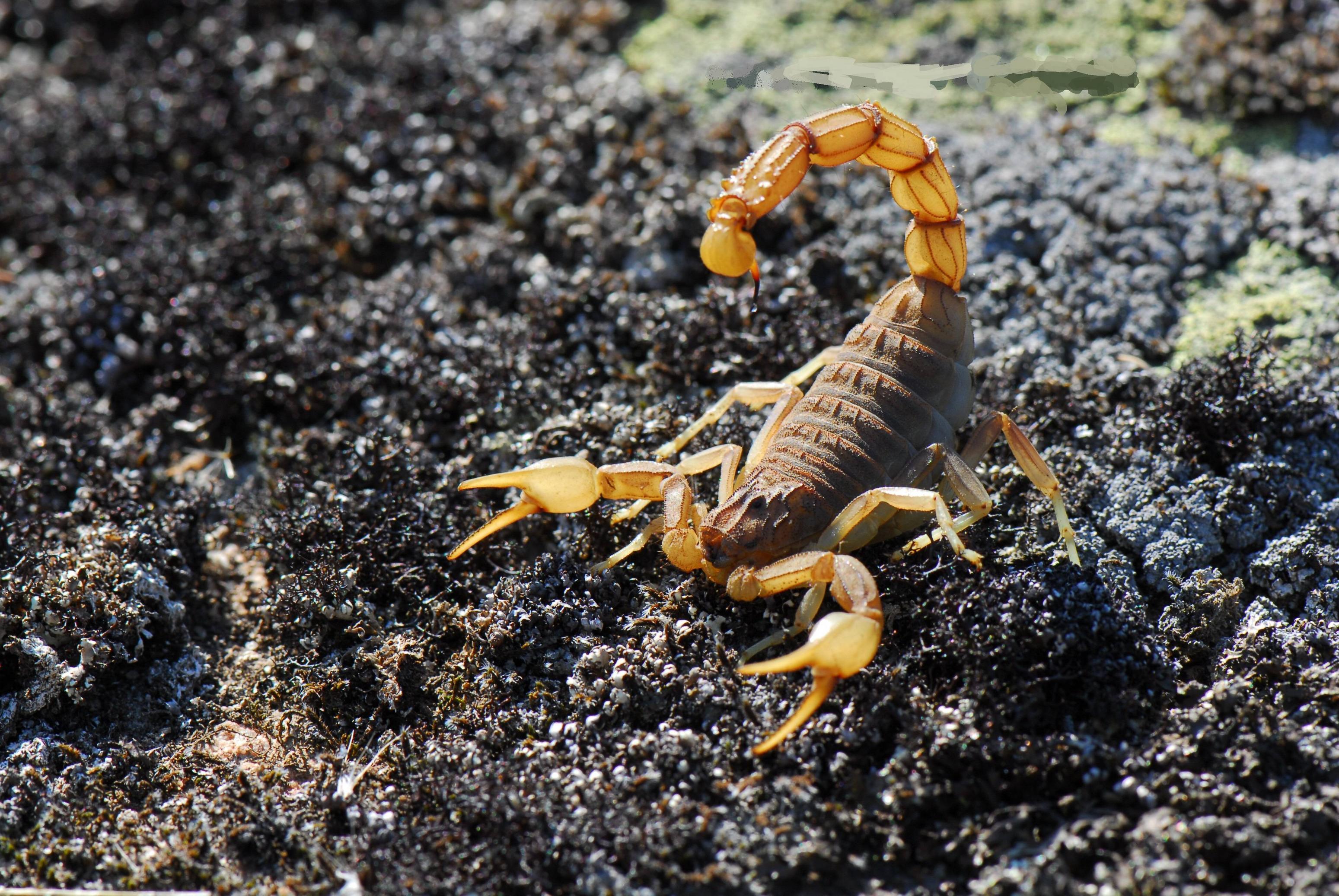 3872x2592 Scorpion Desktop Background. Cool Scorpion Wallpaper, Mechanical Scorpion Wallpaper and Tribal Scorpion Wallpaper