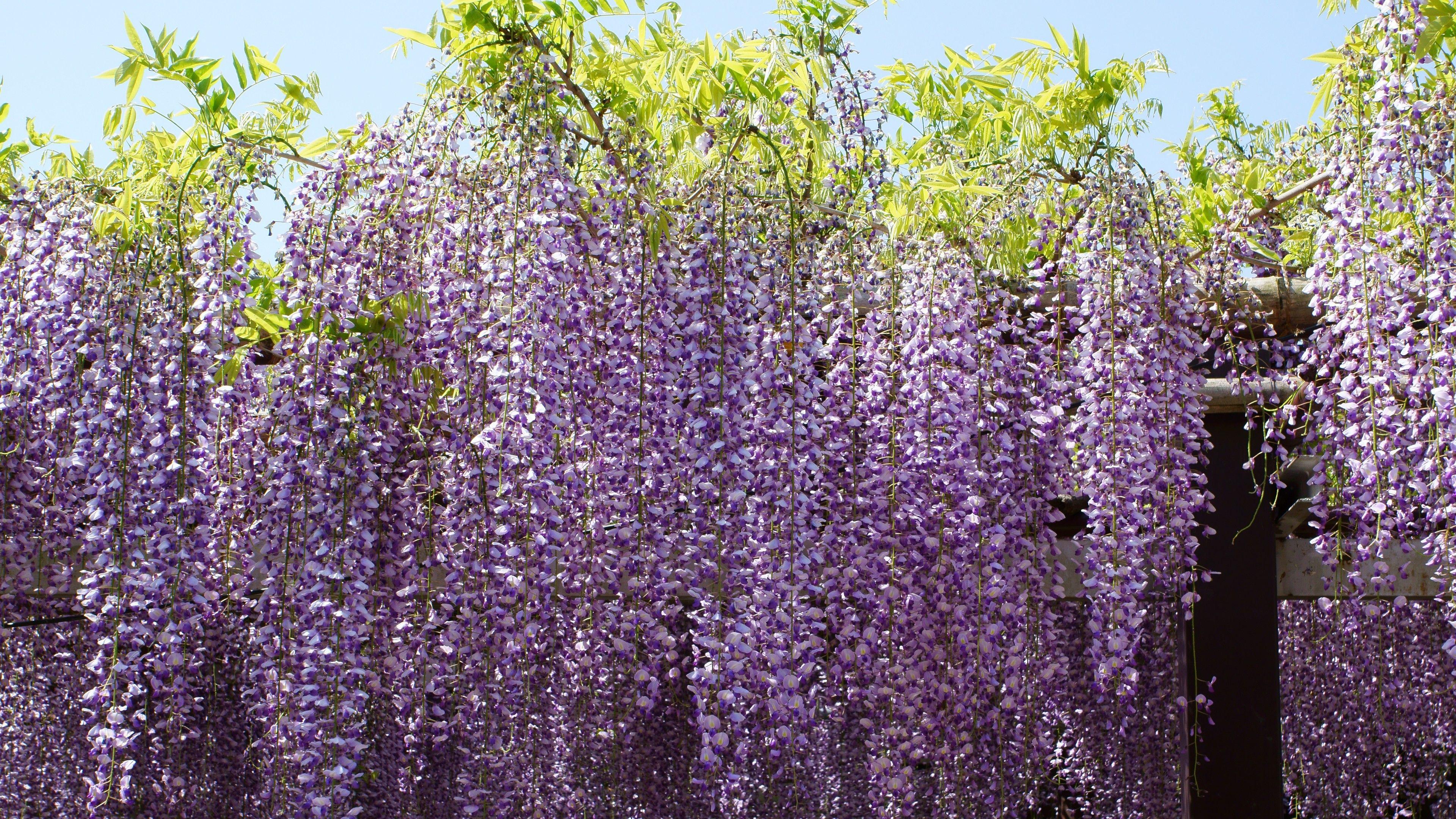 3840x2160 Flowers: Purple Japanese Floribunda Flowers Wisteria Mauve Flower