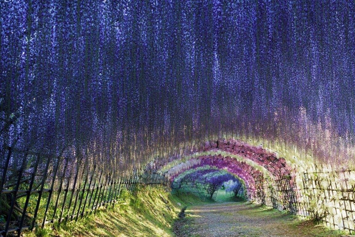 1155x770 Wisteria Tag wallpaper: Trees Beauty Summer Purple Wisteria Flower