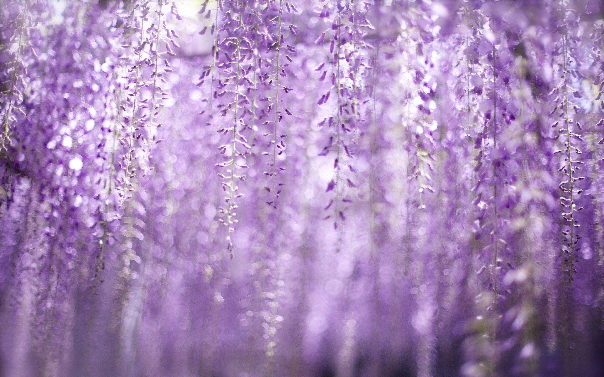 1920x1200 Wisteria HD Wallpaper