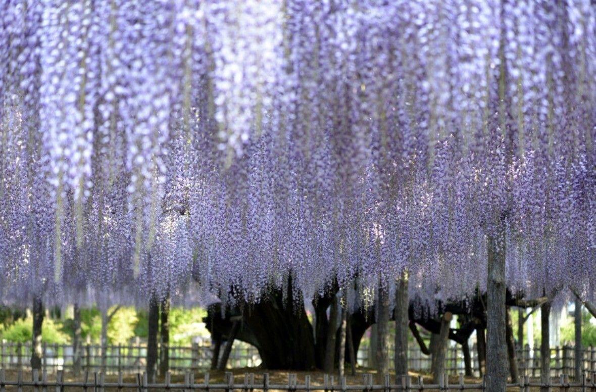 1180x776 Wisteria Tag wallpaper: Wisteria Pansy Bouquets Windowsill Spring