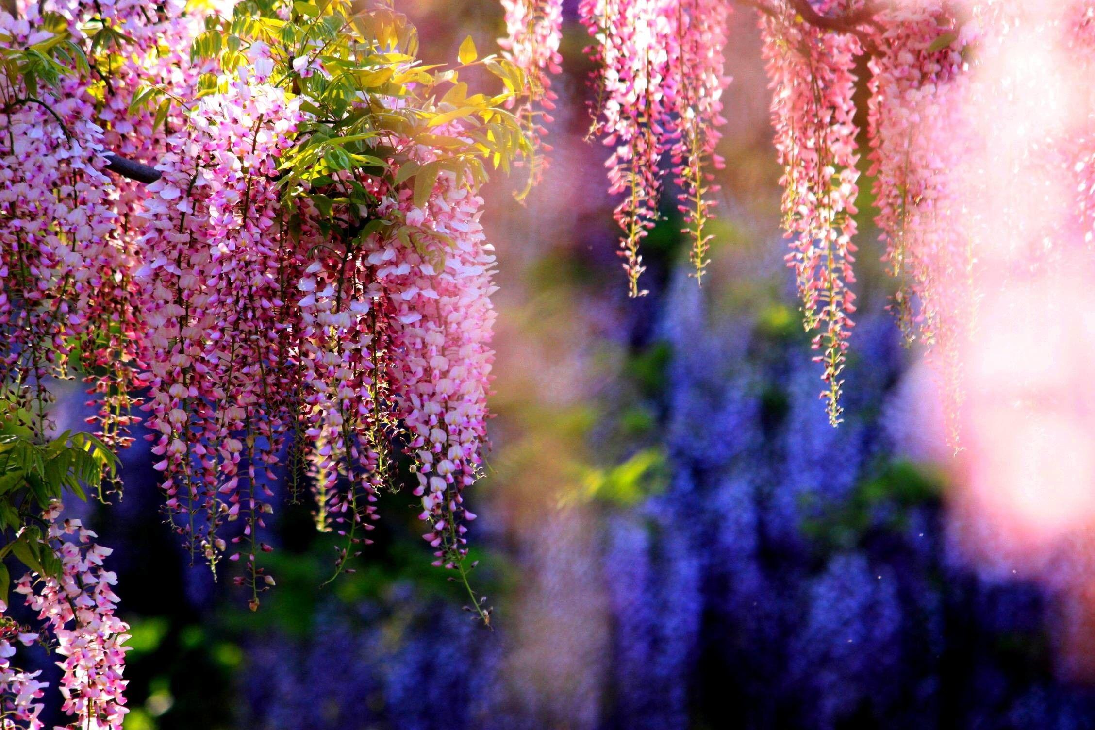 2256x1504 Wisteria Wallpaper