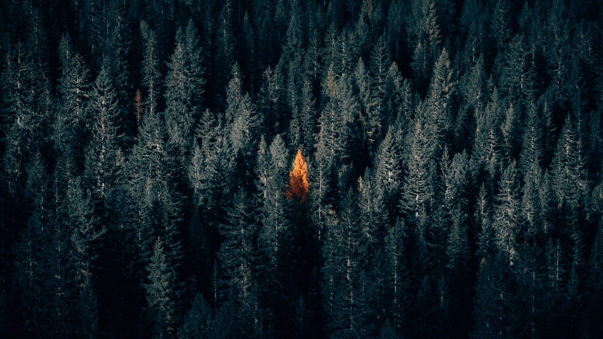 1920x1080 Dark Forest, Autumn, Fall, Aerial View Wallpaper HD HD Wallpaper