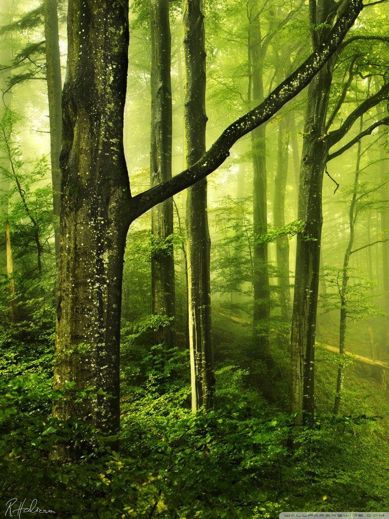 768x1024 Beautiful Green Forest Ultra HD Desktop Background Wallpaper for 4K UHD TV : Tablet