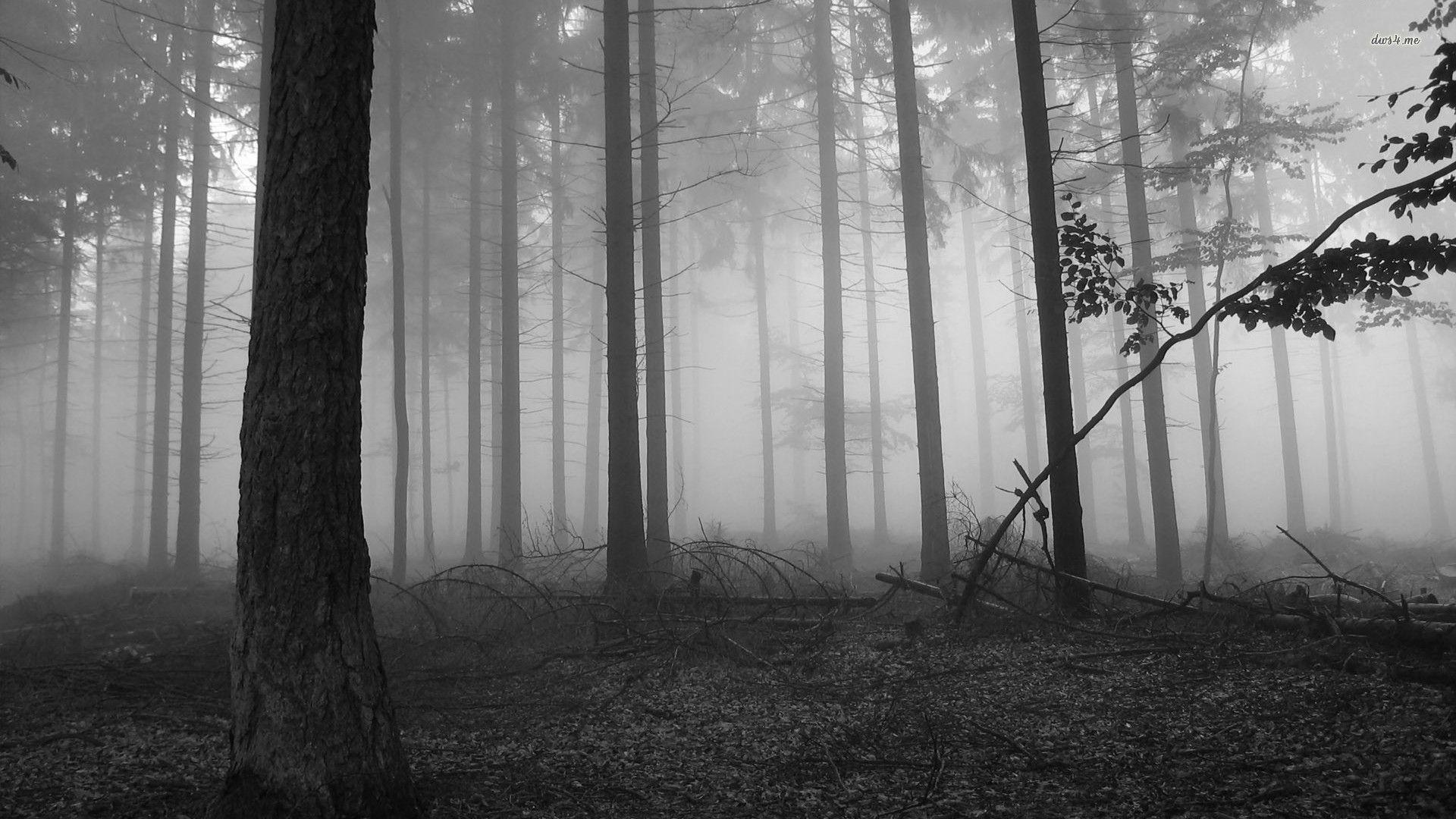 1920x1080 HD Dark Forest Wallpaper Archives (43)
