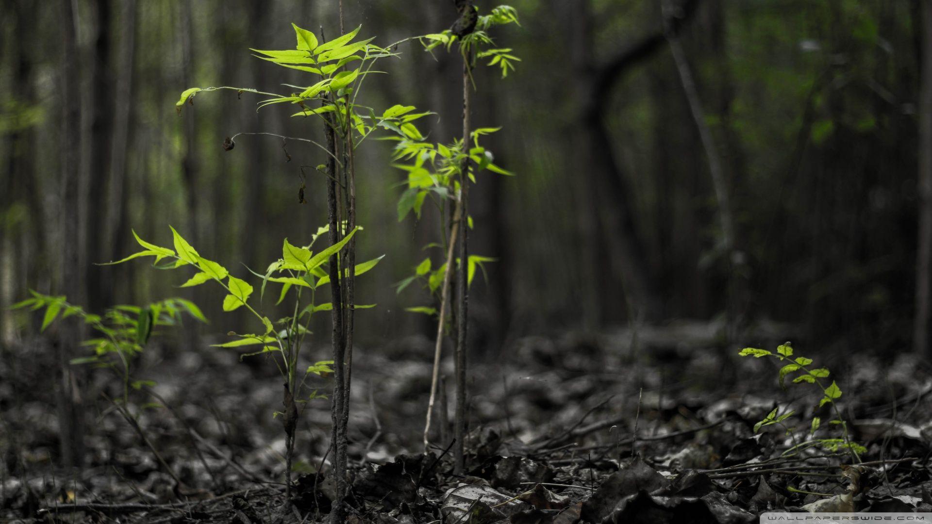 1920x1080 Free download Black Forest Wallpaper Desktop Background [1920x1080] for your Desktop, Mobile & Tablet. Explore Black Forest Wallpaper. Dark Forest Wallpaper, Black Bear Wallpaper, Forest HD Wallpaper