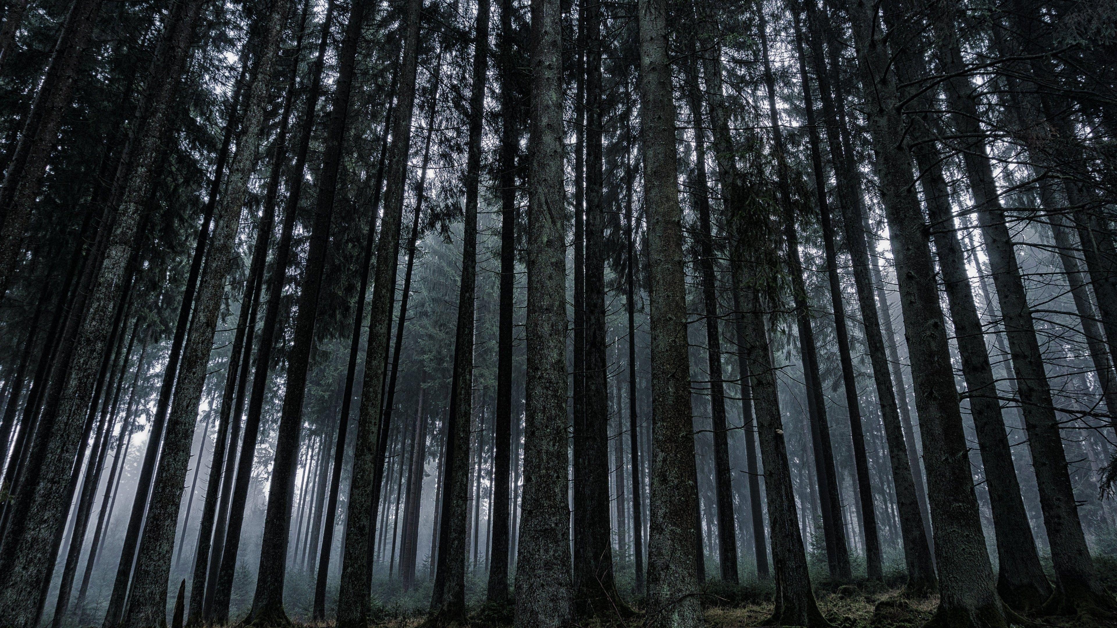 3840x2160 Dark Forest Background Image