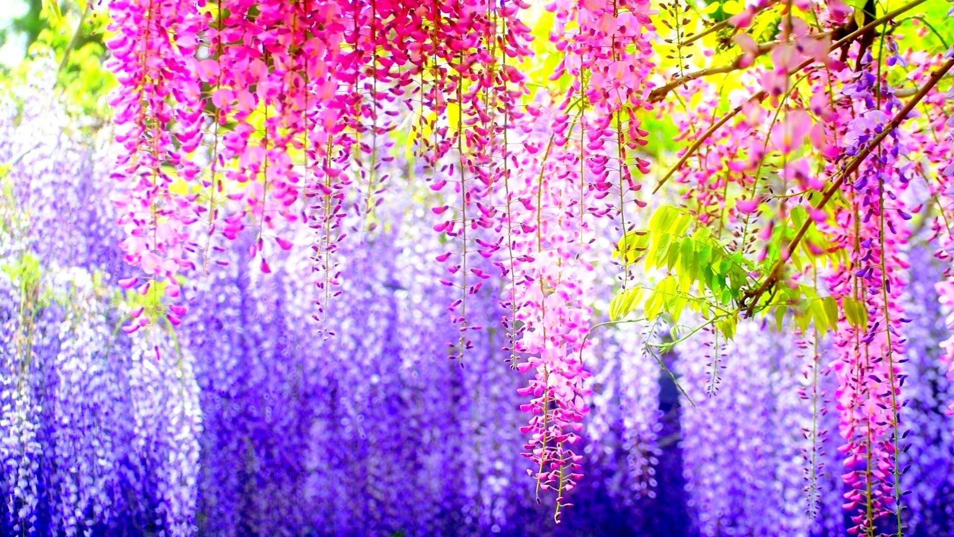 1920x1080 Image for Beautiful Flowers HD Wallpaper For iPhone Al32bf. vera