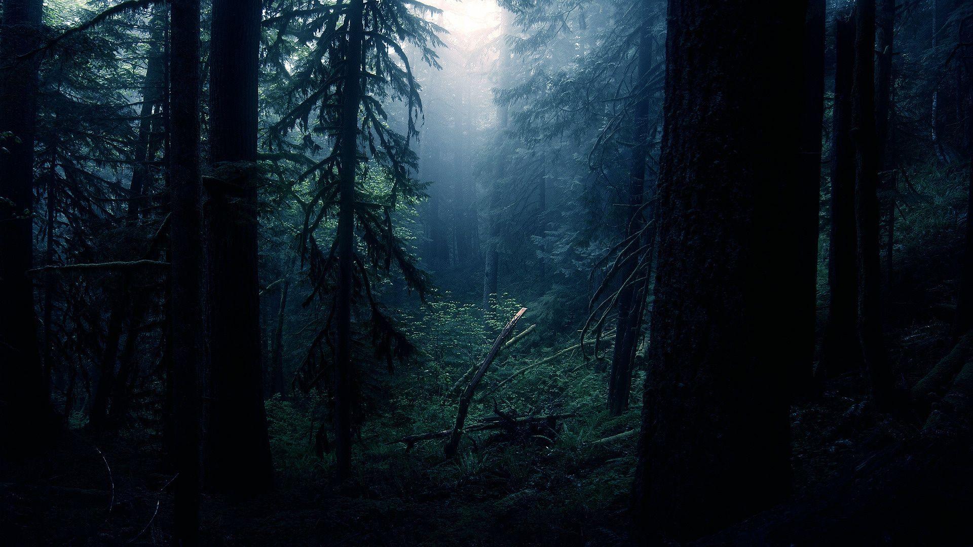 1920x1080 Dark Forest Wallpaper Image Free Download > SubWallpaper