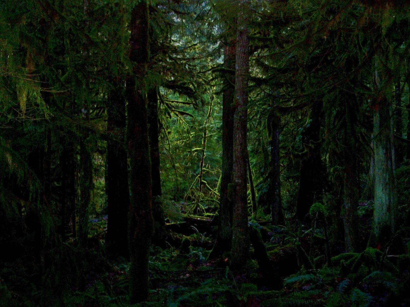 1600x1200 Dark forest wallpaper11 HD wallpaper fan full HD wallpaper 1080p 1709 - Dark Forest HD