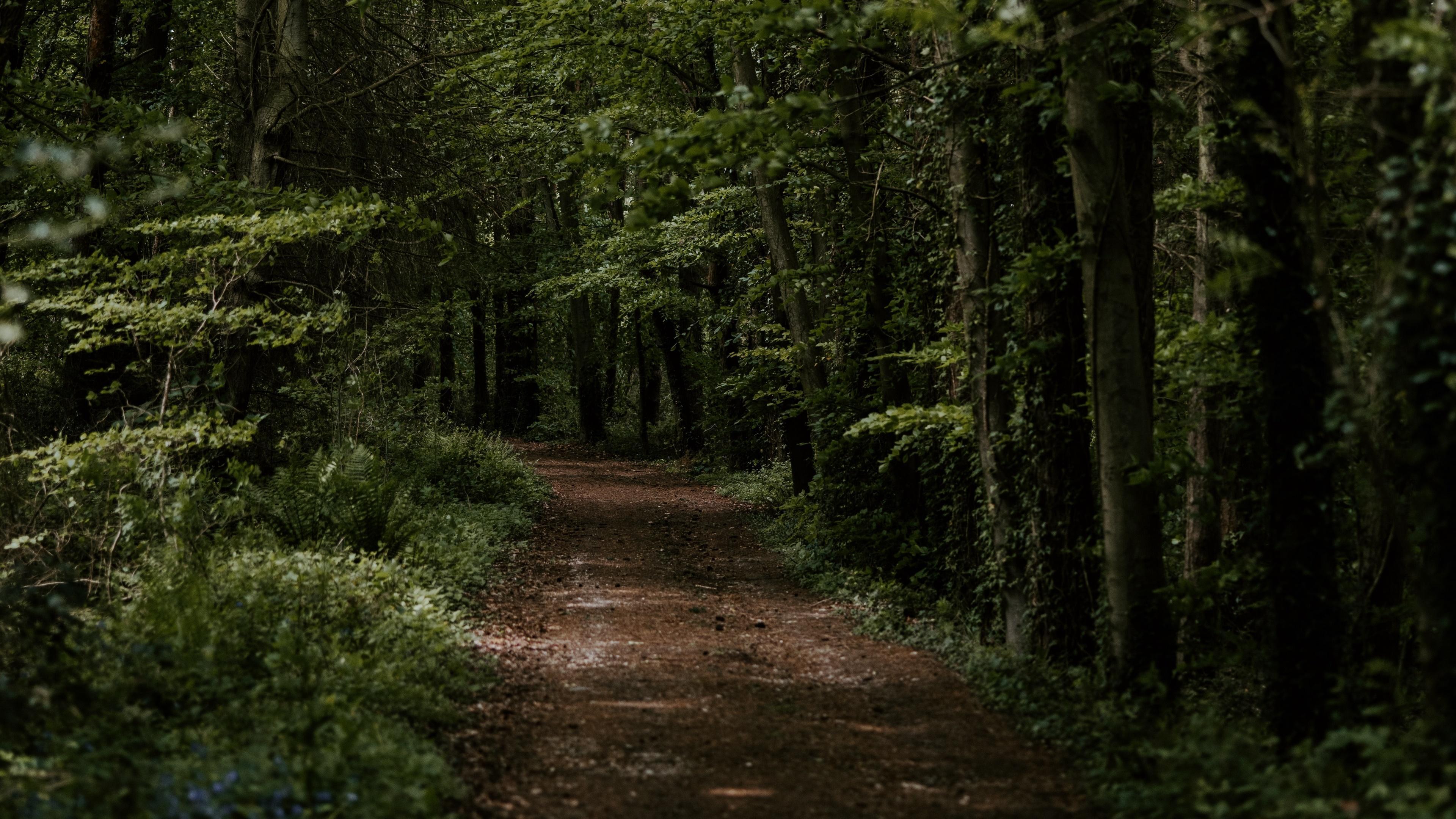 3840x2160 Path Forest Ultra HD Wallpaper