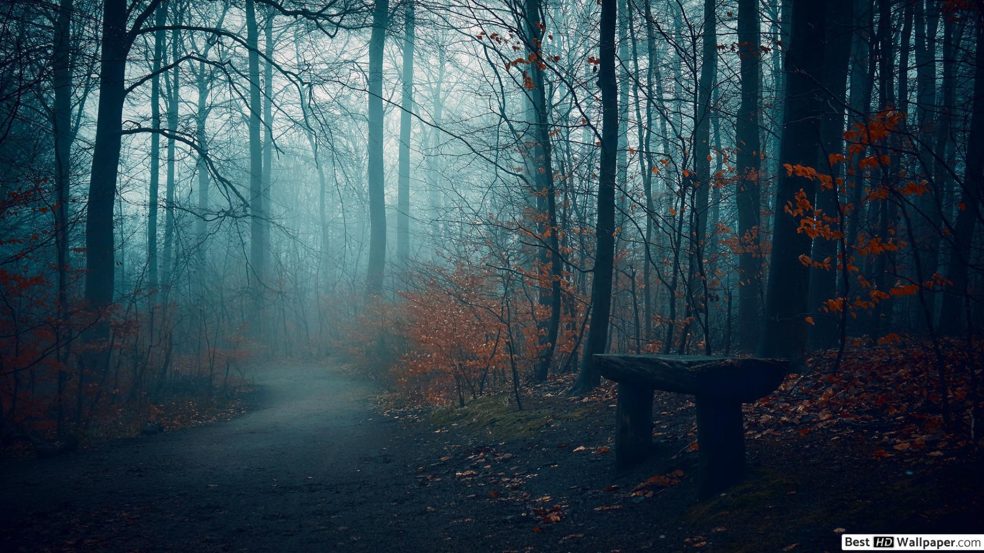 1920x1080 Dark Forest Wallpaper 1920x1080