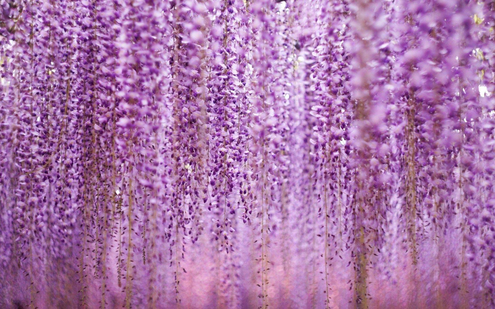 1680x1050 Wisteria HD Wallpaper