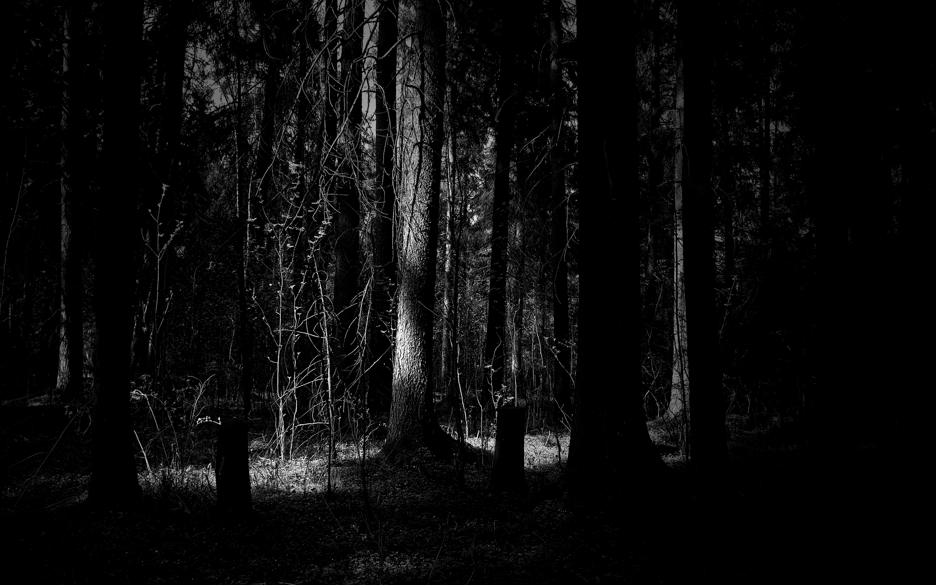 1920x1200 Dark Forest HD Wallpaper 1080p