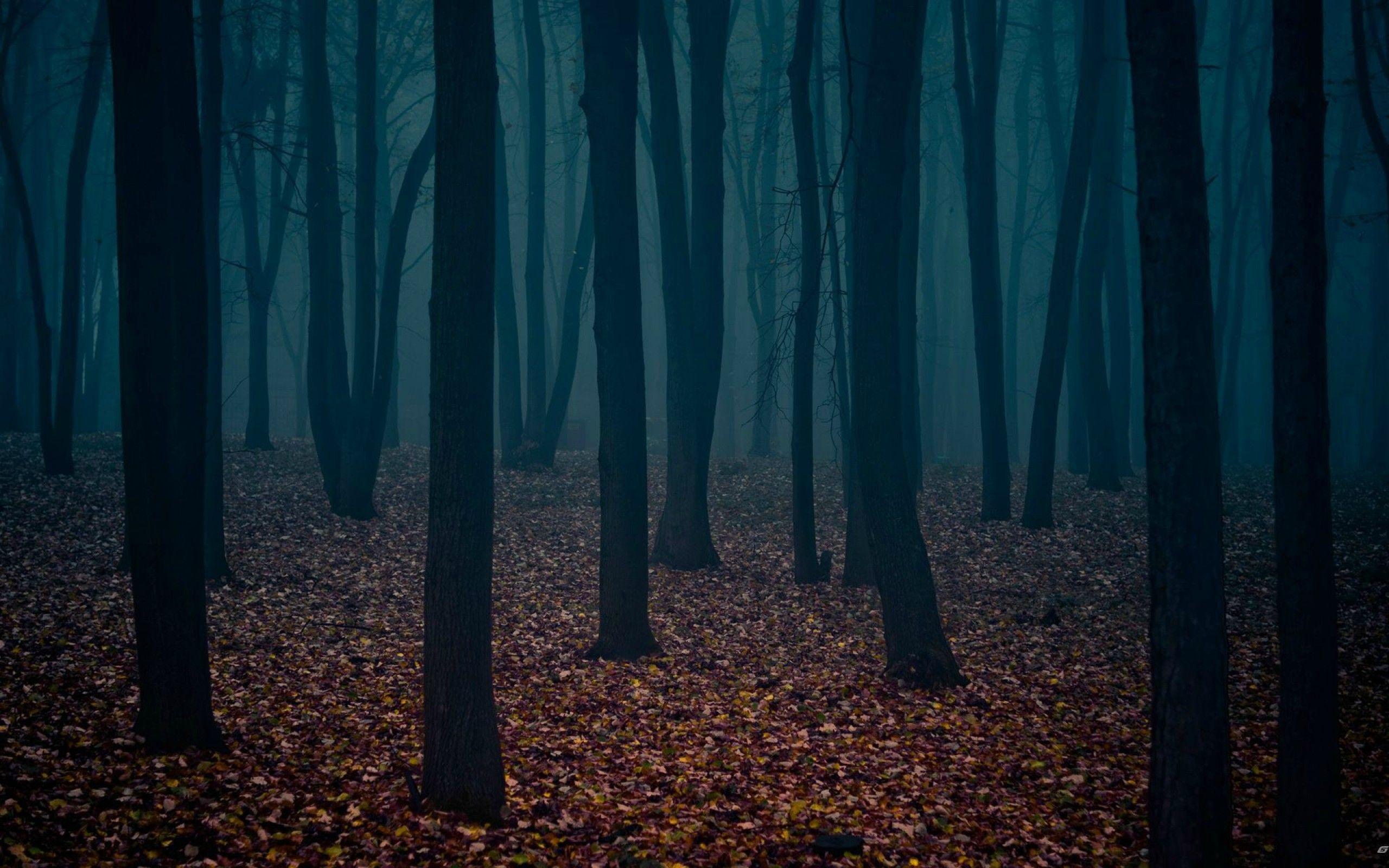2560x1600 Dark Forest HD Wallpaper 13 Retina Macbook Pro Wallpaper .net