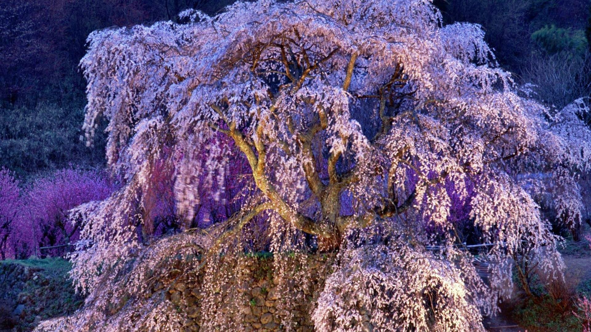 1920x1080 Japan cherry blossoms flowers spring (season) flowered trees