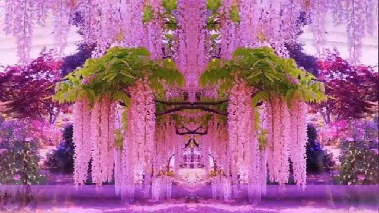 1280x720 Magnificent Colors of Wisteria (HD1080p)
