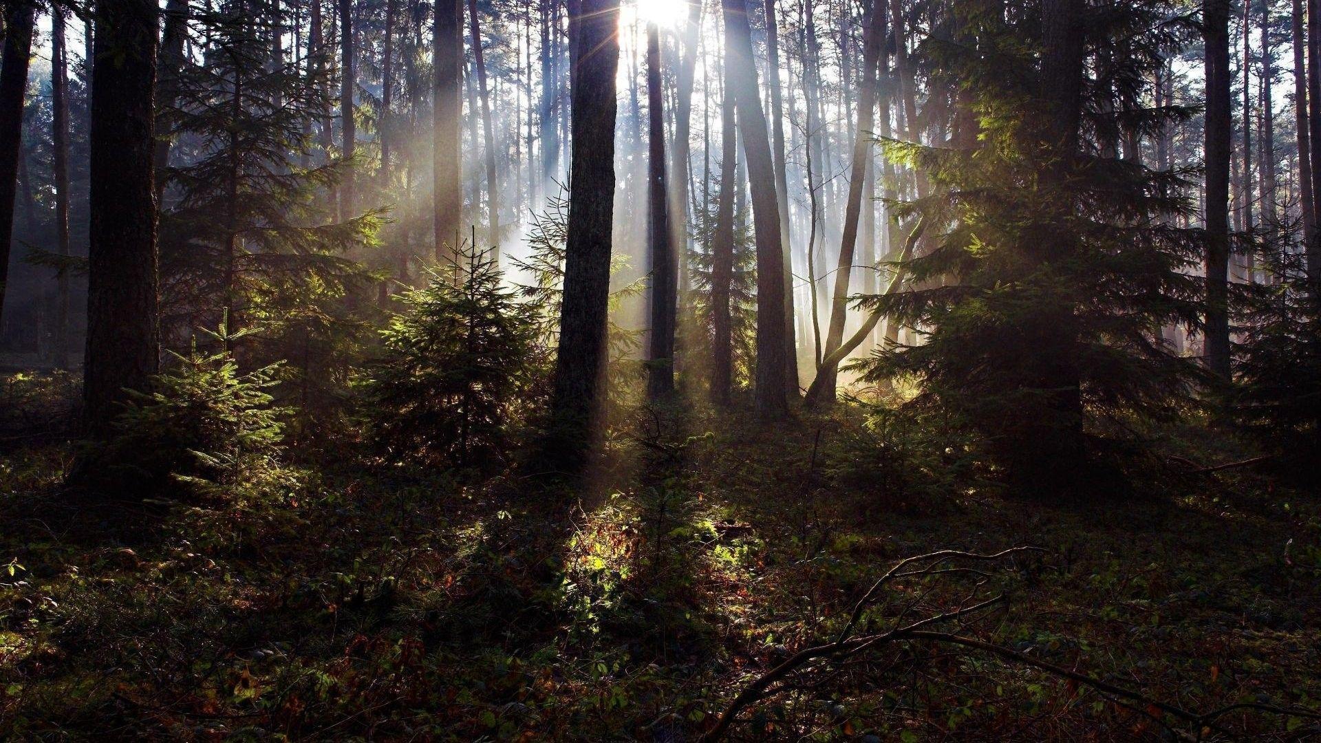 1920x1080 Black Forest Wallpaper
