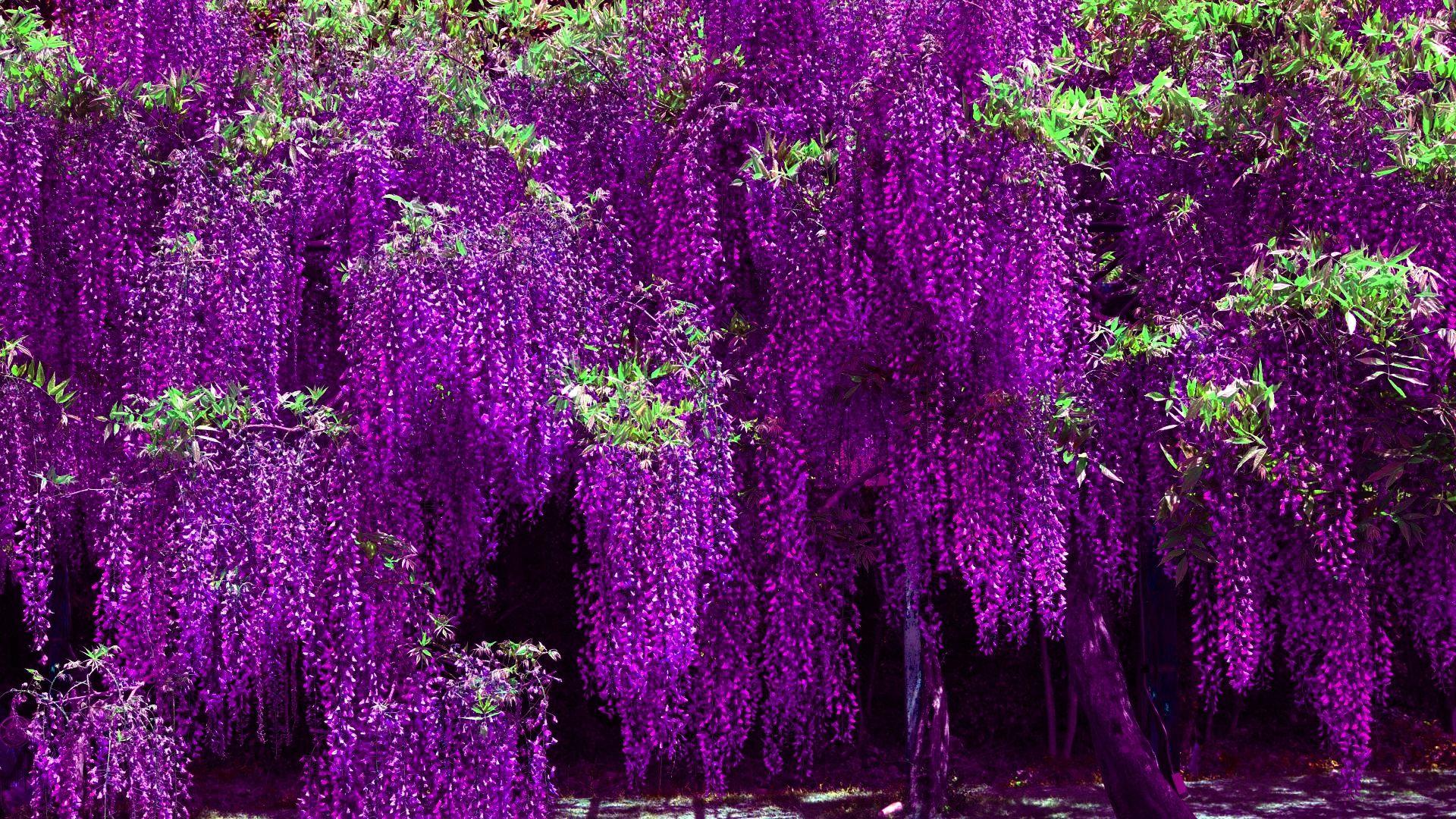 Japanese Wisteria iPhone Wallpapers - Top Free Japanese ...