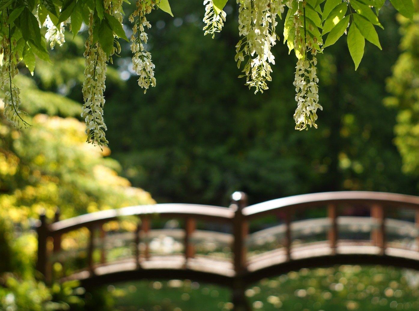 1395x1036 Misc: Hanging Wisteria Flowers Japanese Garden Bridge Nature Image