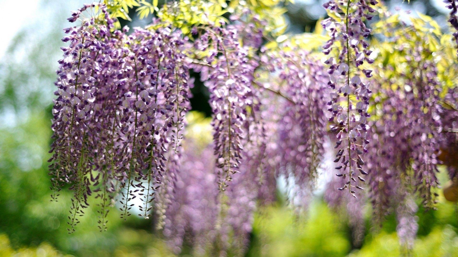 1920x1080 Wisteria Tag wallpaper: Wisteria Pansy Bouquets Windowsill Spring
