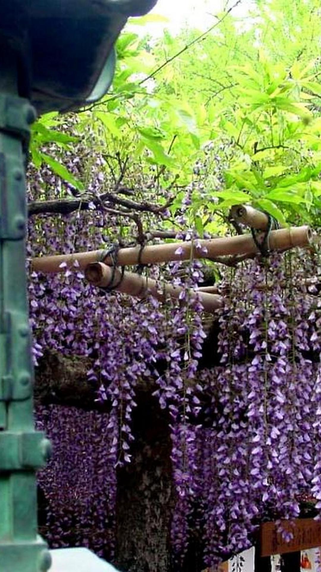 1080x1920 Japan flowers wisteria wallpaper