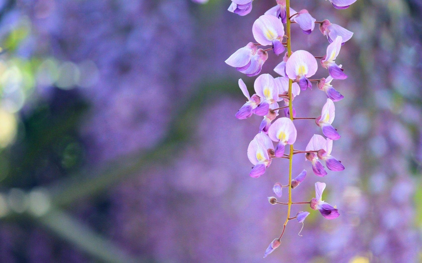 1680x1050 Wisteria Tag wallpaper: Wisteria Pansy Bouquets Windowsill Spring