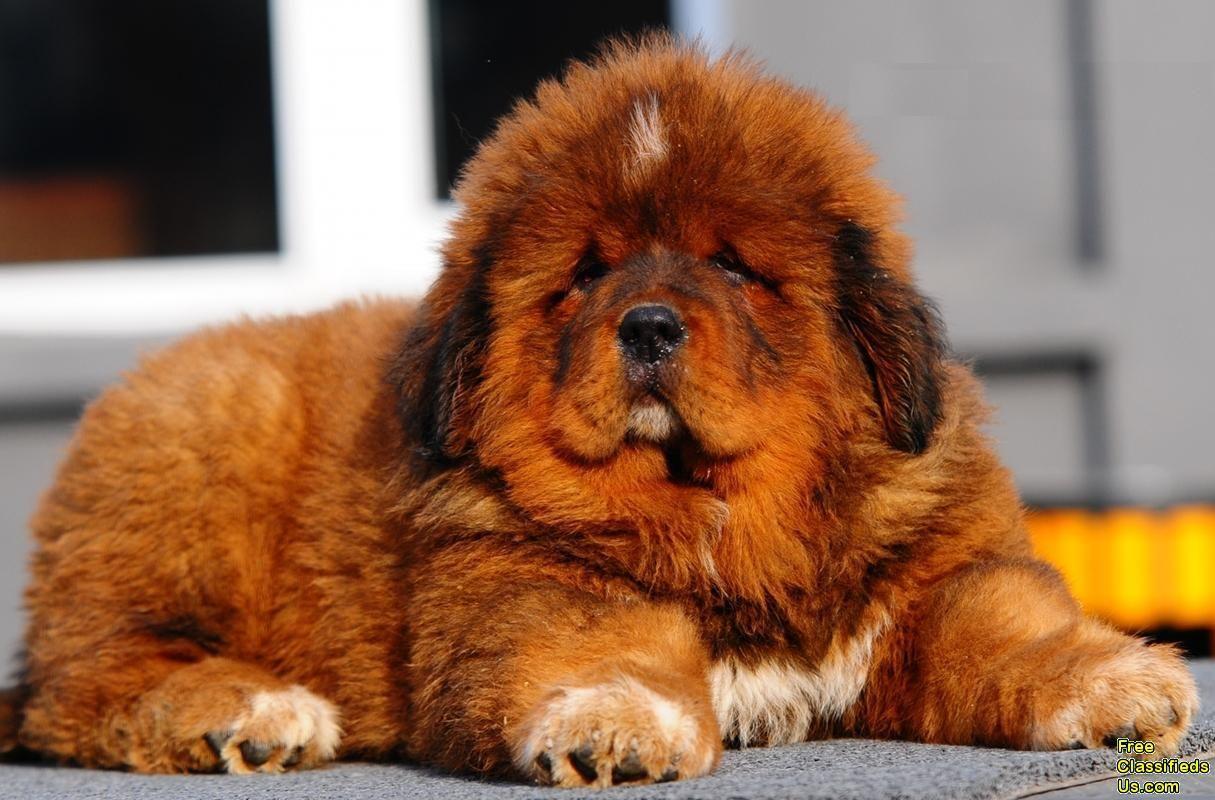 Tibetan Mastiff Wallpapers - Top Free Tibetan Mastiff Backgrounds