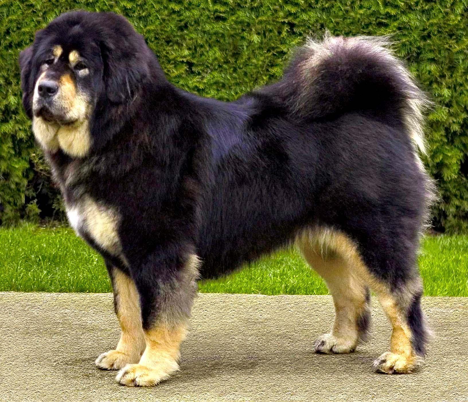 1632x1403 Beautiful Tibetan Mastiff dog photo. Huge dog breeds, Tibetan mastiff dog, Dog breeds