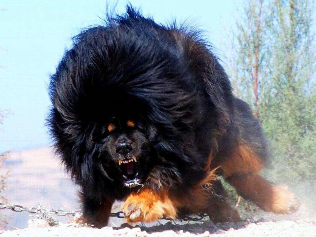 1024x768 Tibetan Mastiff Wallpaper