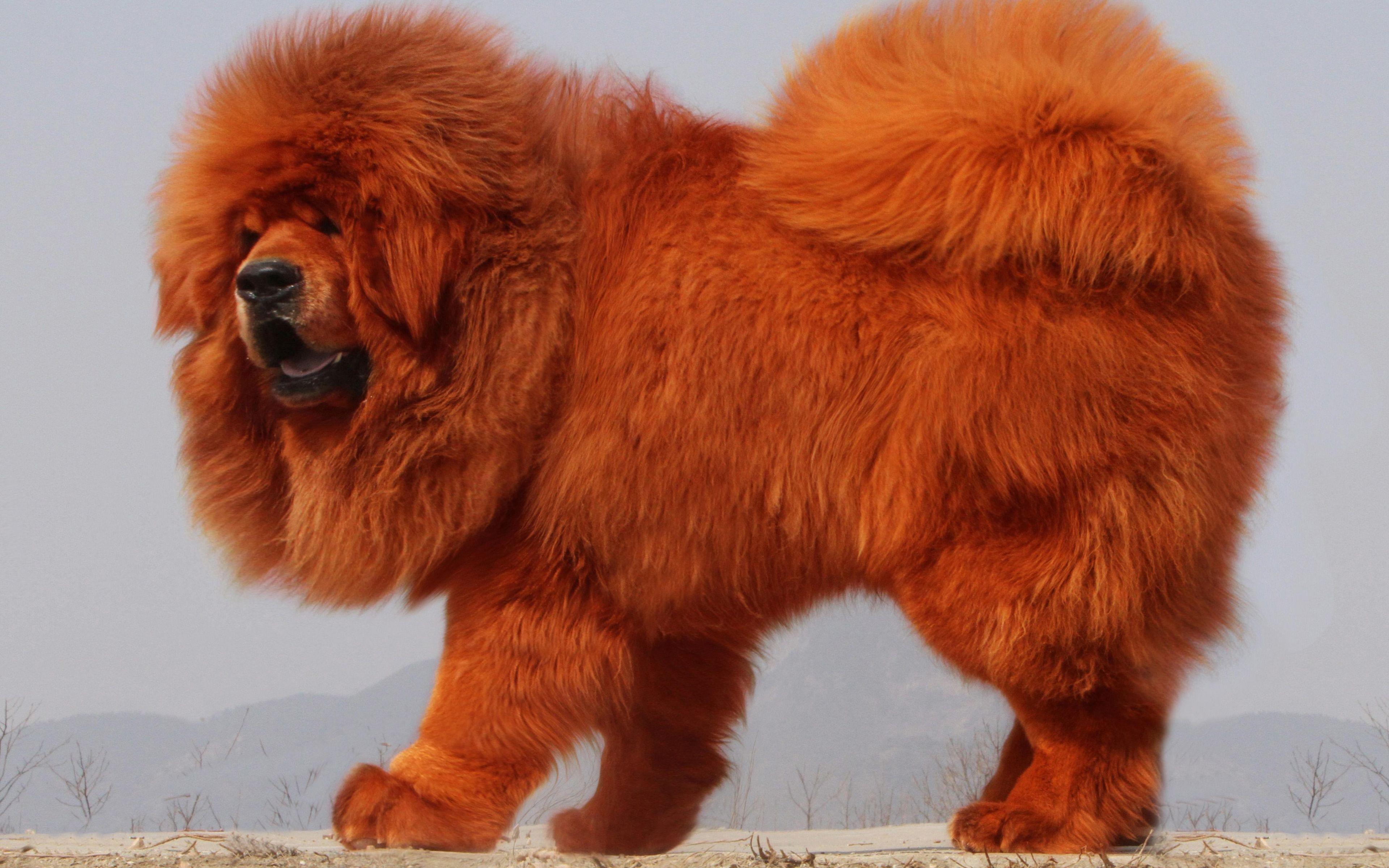 Tibetan Mastiff Wallpapers - Top Free Tibetan Mastiff Backgrounds - WallpaperAccess