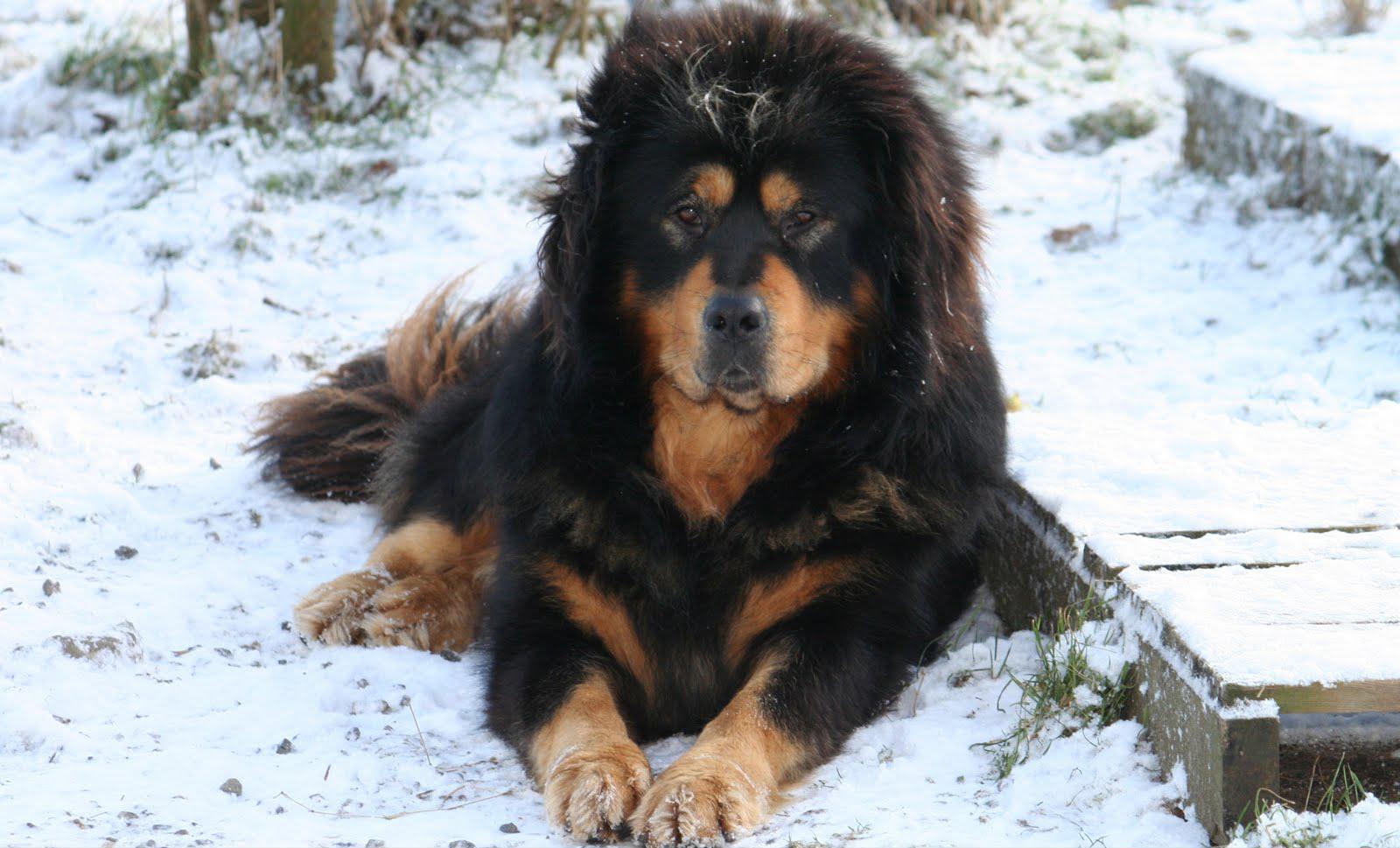 1600x969 Tibetan Mastiff Live Wallpaper for Android