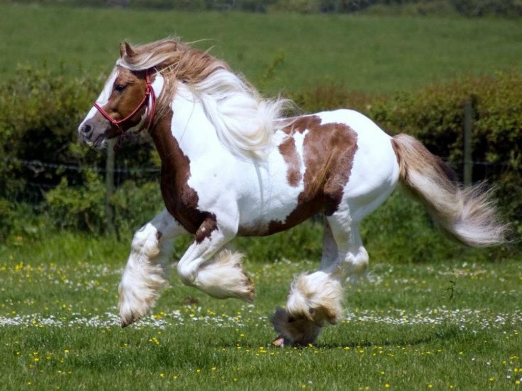 1024x768 Gypsy Desktop Background. Gypsy Wallpaper, Gypsy Vanner Wallpaper and Gypsy Pattern Wallpaper