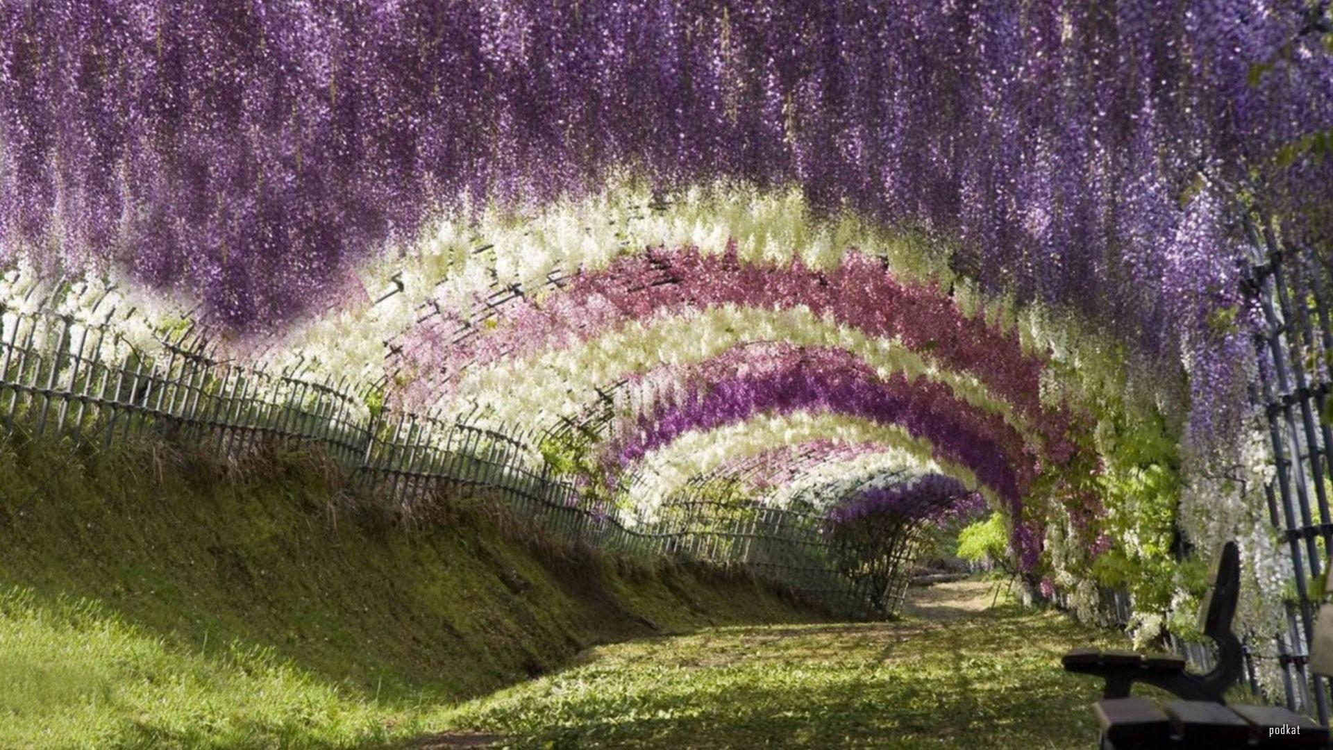 1920x1080 Japan flowers wisteria wallpaper