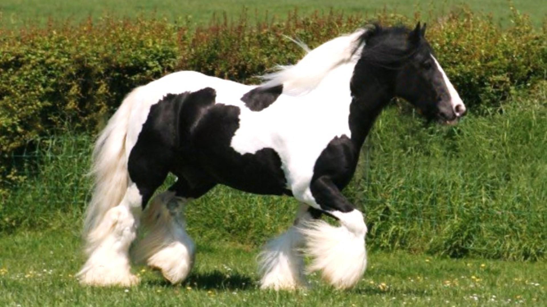 1920x1080 Gypsy Horse HD desktop wallpaper : Widescreen : High Definition