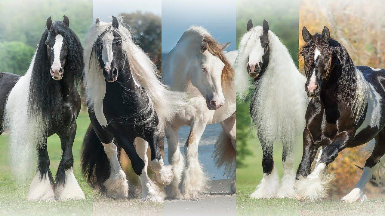 Gypsy Vanner Wallpapers Top Free Gypsy Vanner Backgrounds