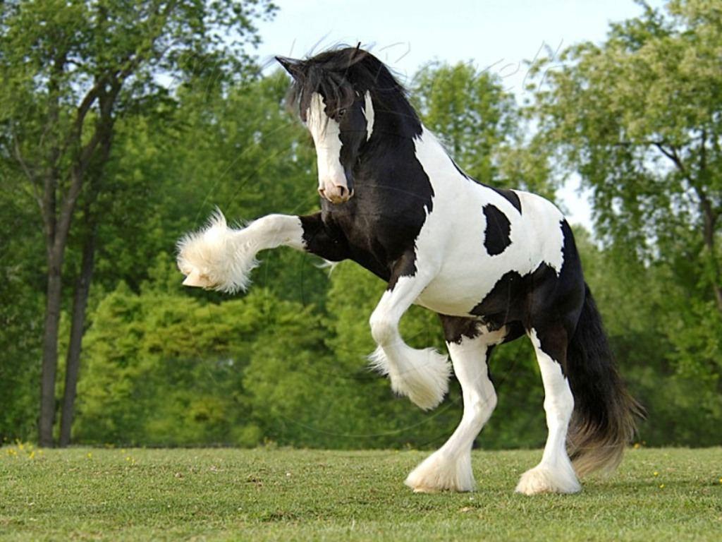 1024x768 Horses Rearing Wallpaper