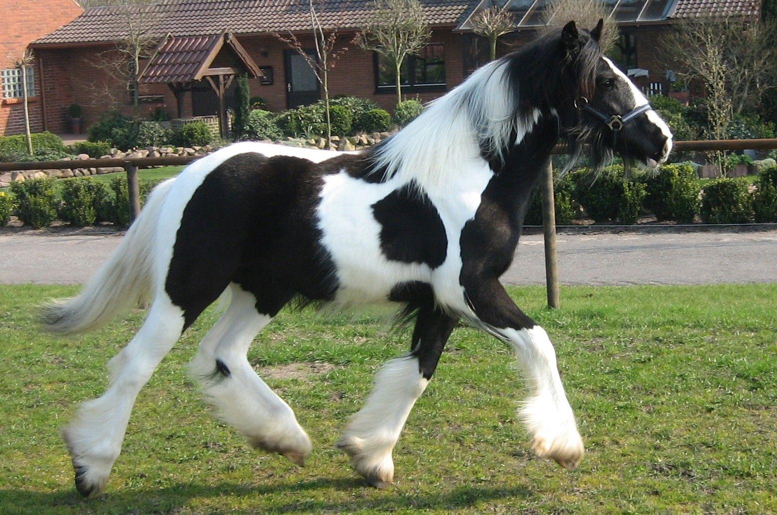 1556x1032 Gypsy Horse Info, Origin, History, Picture