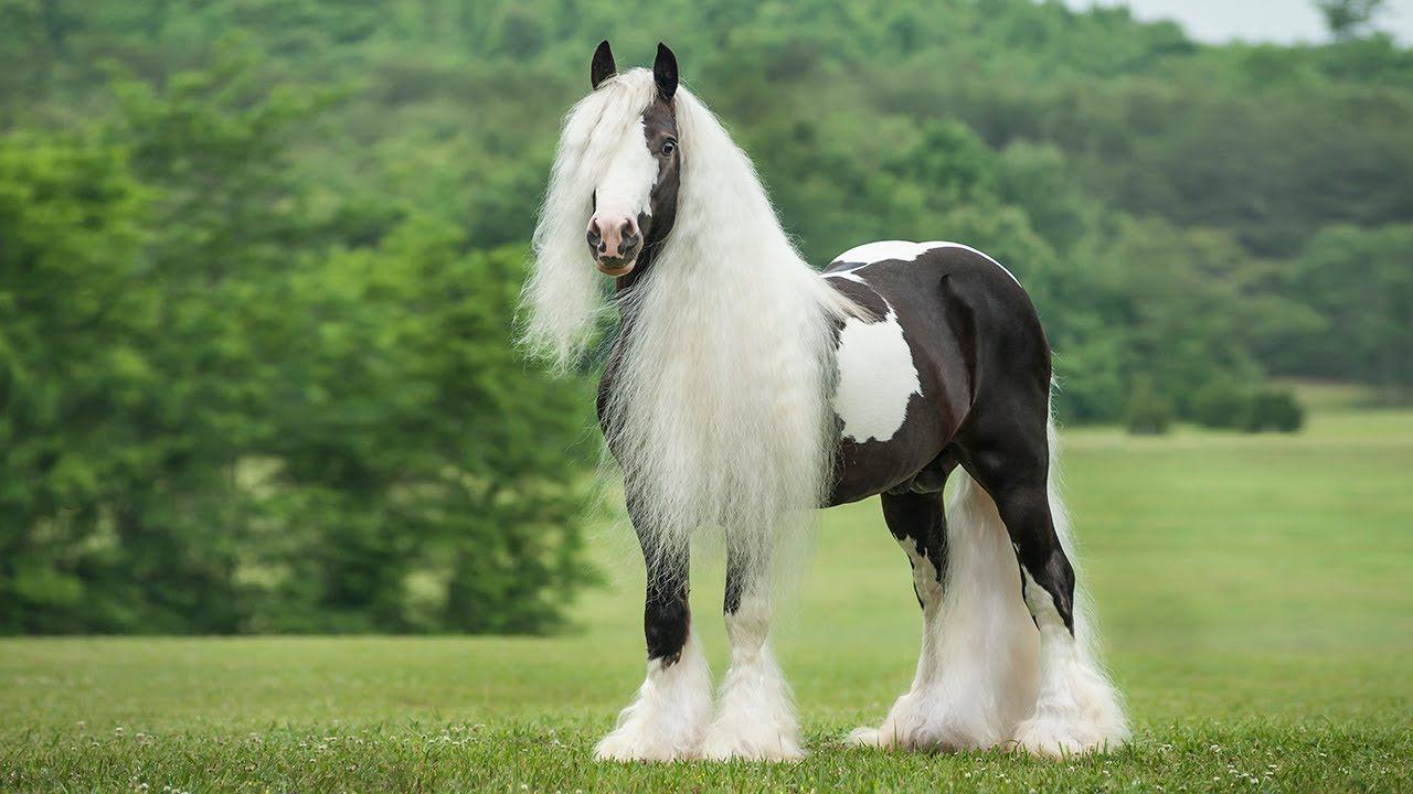 1280x720 Austin Vanner Horse Stallion