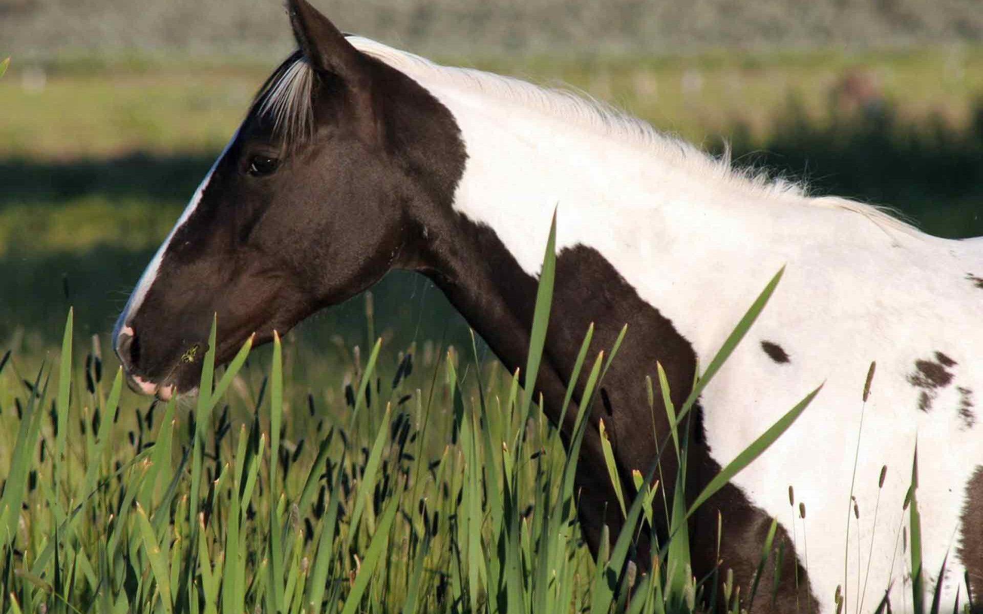 1920x1200 Gypsy Vanner Horse In A Field HD desktop wallpaper : Widescreen : High Definition