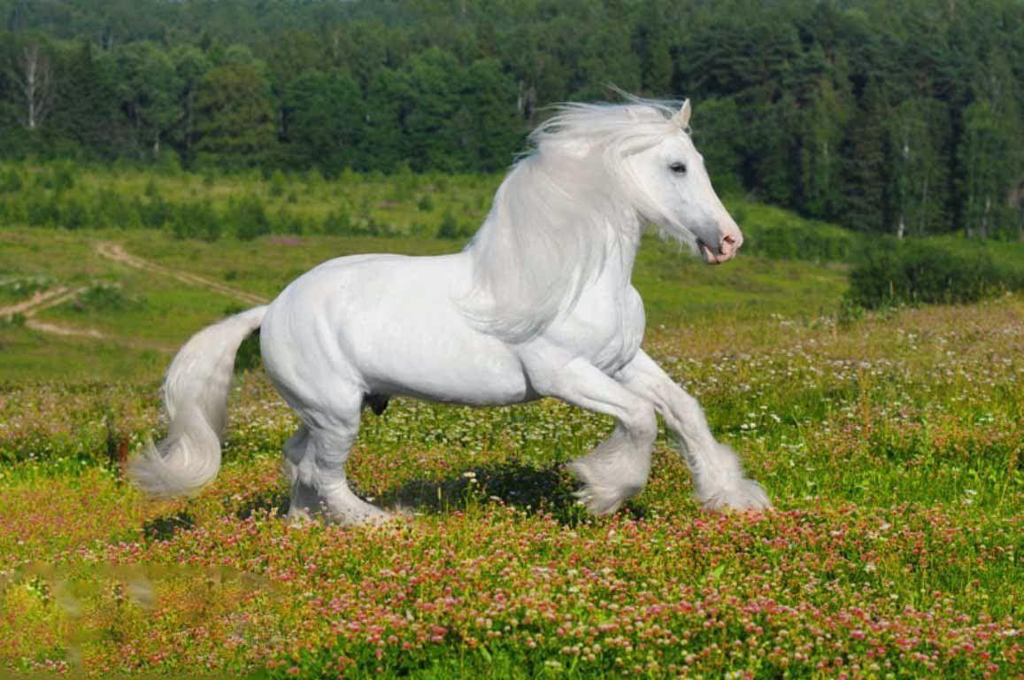 1157x768 Ask.com. Shire horse, Horses, Beautiful horses