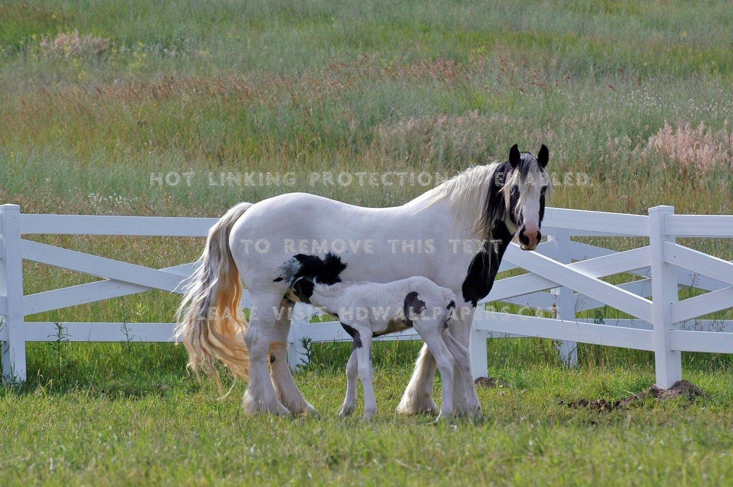 1504x1000 gypsy vanner horse animals cavalo