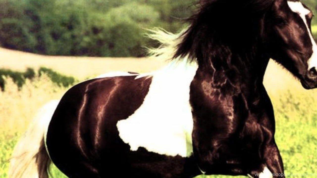 1280x720 GYPSY VANNER HORSE WALLPAPER Desktop Background