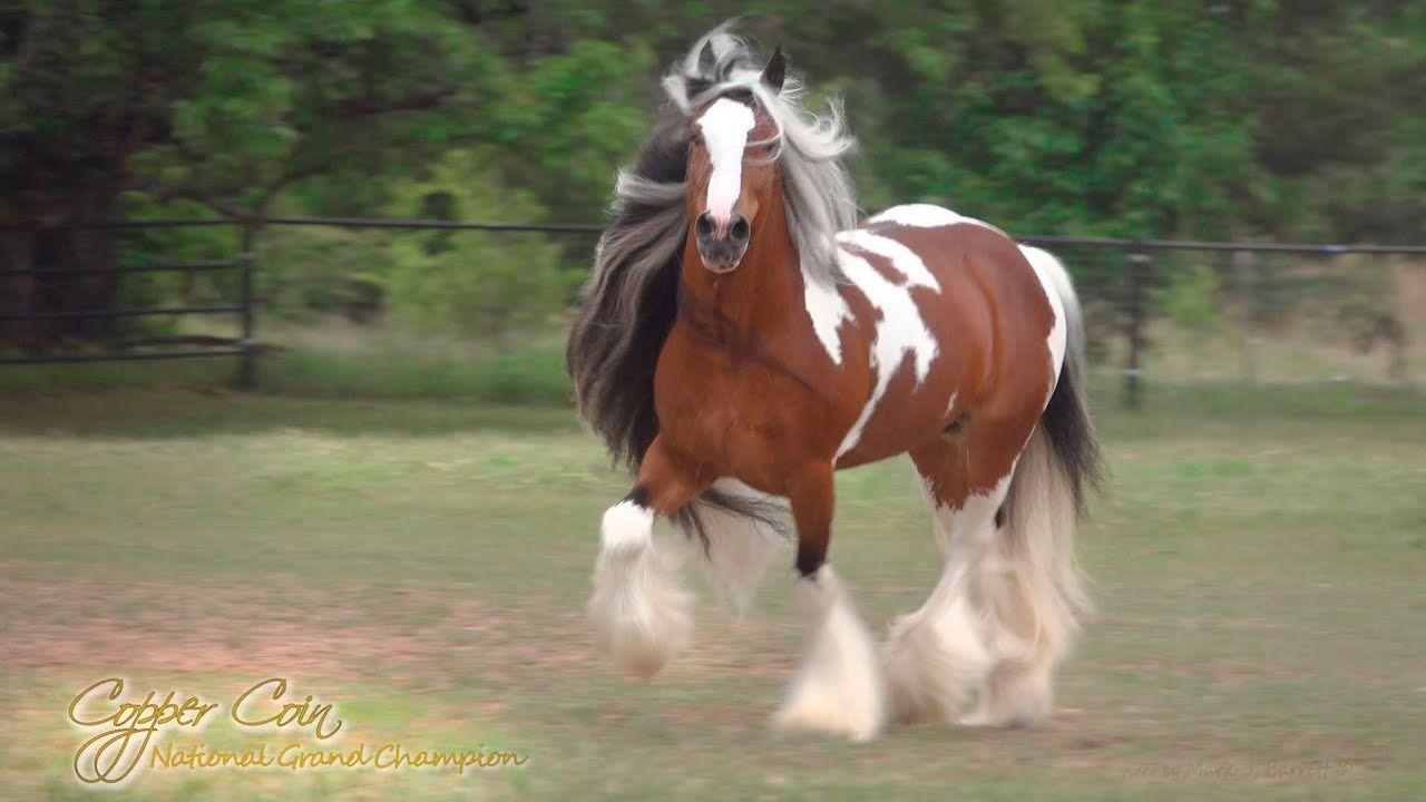 Gypsy Vanner Wallpapers Top Free Gypsy Vanner Backgrounds