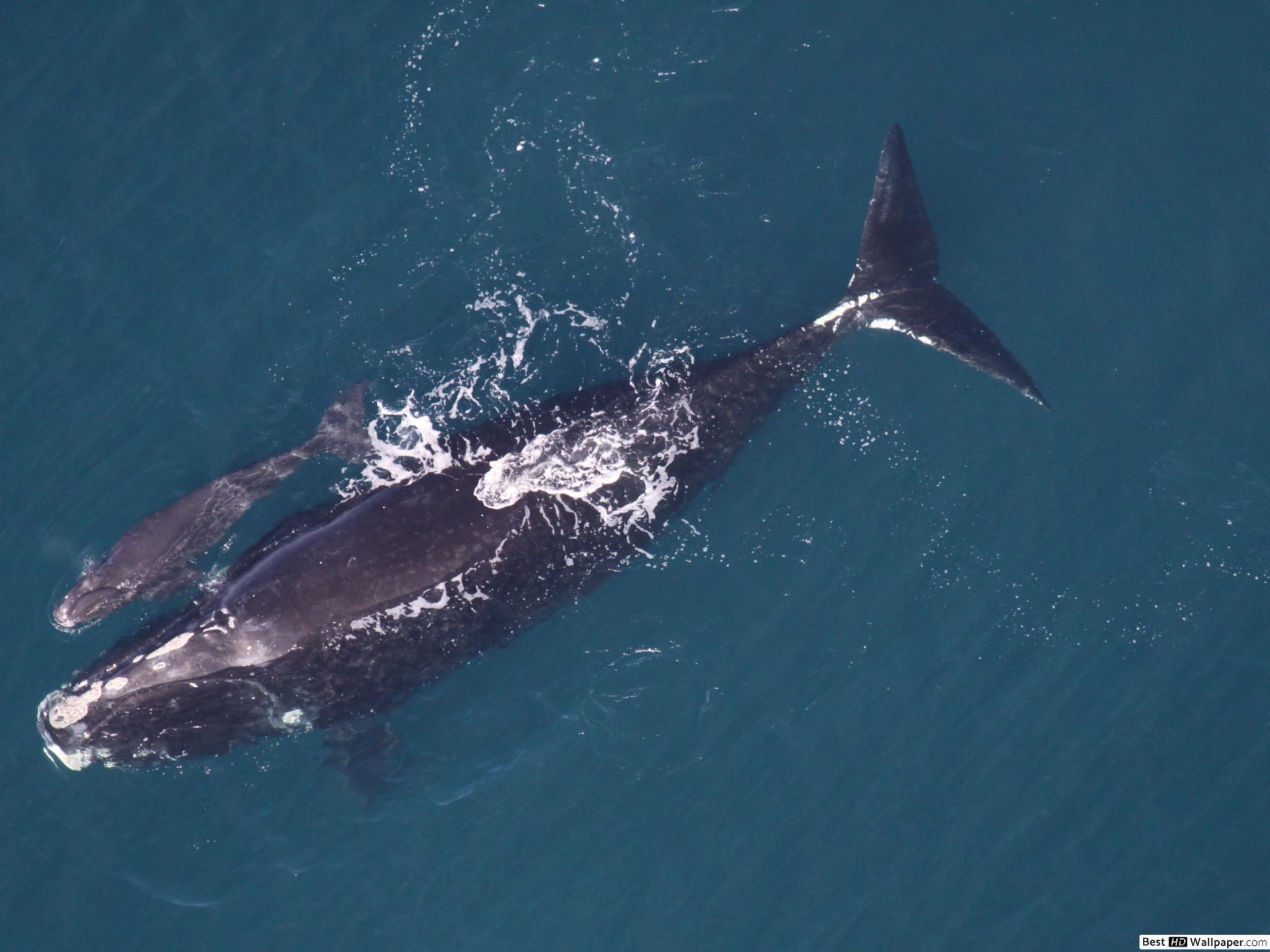 2048x1536 Clearwater Beach Whales